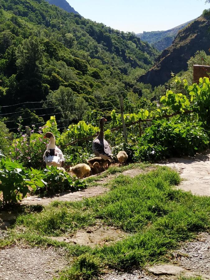 Cortijo La Solana Pensionat Güéjar Sierra Eksteriør billede
