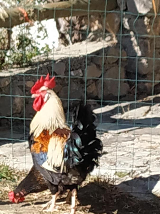 Cortijo La Solana Pensionat Güéjar Sierra Eksteriør billede