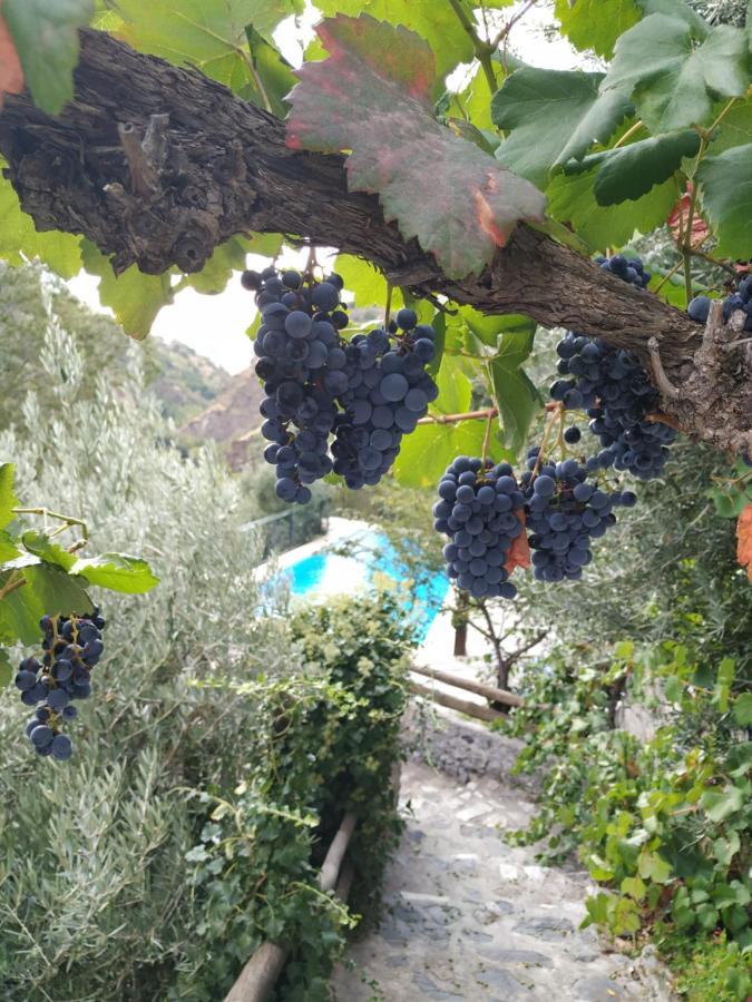 Cortijo La Solana Pensionat Güéjar Sierra Eksteriør billede