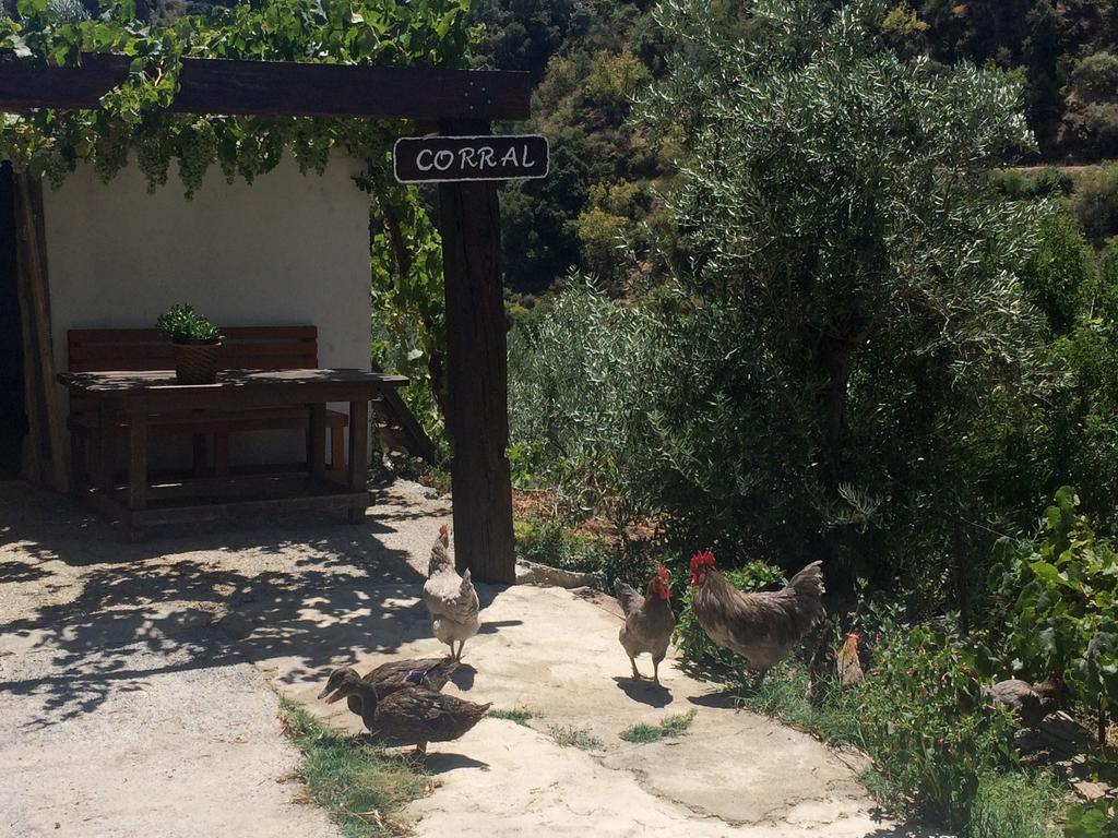 Cortijo La Solana Pensionat Güéjar Sierra Eksteriør billede